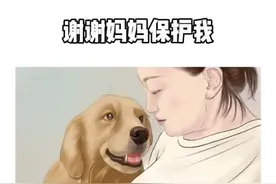 狗狗也是家人，我们彼此守护❤️ 怀孕六个月的女主人，听到自家金毛和马犬打架，奋不顾身去拉架，金毛看到女主人摔倒不顾自身满身伤痕，去安慰女主人……#养狗的人才懂这一刻的含金量 #狗狗是生活的解药 #抖音插画师联盟 #抖音插画大赛 #GAF广州插画艺术节视频封面