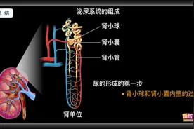 乐乐课堂 初中生物 七下 第四单元 第5章 （一）泌尿系统的组成视频封面