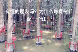 #杉树林风景 捞渔河湿地公园的水杉树是怕累到吗？每棵树一把小红椅子，懂的可以科普一下吗？#杉树林风景