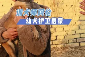 从小给狗狗输入保护主人的意识#马犬 #护卫犬 #训犬教程 #狗狗训练技巧 #小狗狗怎么训练视频封面