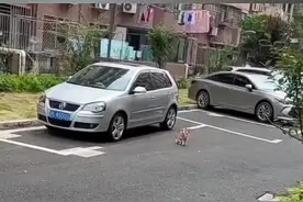 一小区美女委托橘猫抓老鼠，战绩可查😂😂😂#我要上热门 #动物的迷惑行为 #猫咪 #神奇动物在抖音视频封面
