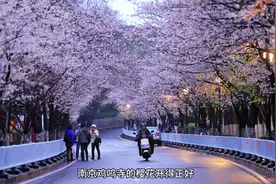 南京鸡鸣寺樱花｜清晨5点才能拍到这样的视频封面