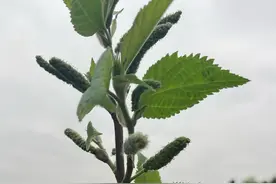 构树花 又叫构树穗，春天的美食#你的家乡有这种植物吗 #植物科普 #识百草 #春天的味道视频封面