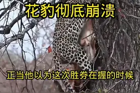 花豹彻底崩溃！捕猎行动一波三折！#神奇动物在抖音 #野生动物零距离 #动物的迷惑行为 #动物世界 #纪录片视频封面