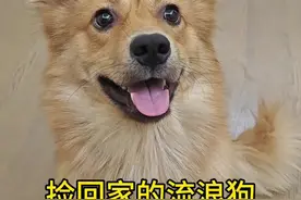 两分钟记录着碰瓷小狗十个月成长变化！ #流浪狗 #捡狗后续 #流浪狗不再流浪视频封面