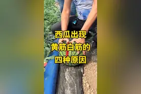 西瓜出现黄筋白筋主要有四种原因，#西瓜种植 #农业种植 #农技知识分享 西瓜黄白筋是西瓜之前营养输送管道没有正常退化，避免这些情况西瓜卖相好！视频封面