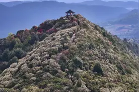 赏万亩杜鹃，望麒麟之巅！带你飞“阅”曲靖东山镇恩洪杜鹃花海视频封面