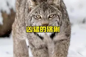 凶猛的猞猁战斗力极为强悍#野生动物零距离 #内容启发搜索 #解说版动物世界视频封面