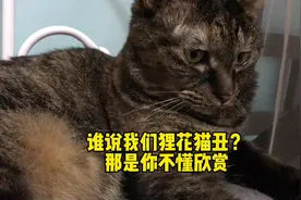 狸花猫不丑！它有别样的美！