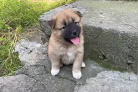 玩狗小技巧，奶的骗局！#狗狗 #中华田园犬