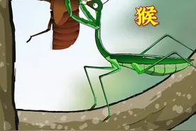 知了猴的天敌众多，包括螳螂、鸭、鸡、鸟类等动物！ #神奇动物在抖音 #动物科普 #科普一下 #奇趣自然 #动漫视频封面