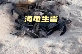 海龟生蛋#野生动物零距离 #神奇的动物在抖音视频封面