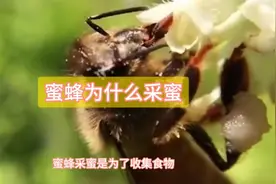 蜜蜂是怎么采蜜的，采蜜为了什么？#蜜蜂 #养蜂技术分享视频封面