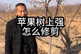 苹果树修剪 苹果树上强，怎么修剪？#苹果树苗 #果树修剪 #三农 #新农人计划2024 #郭老师植物视频封面