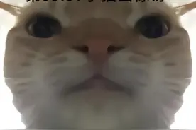 #魔性猫咪表情包 #别划走 #曼波 一定要看完视频封面