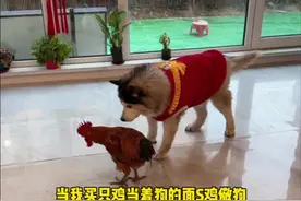 当我买只鸡当着狗的面S鸡儆狗 #萌宠出道计划 #被小狗治愈的一万个瞬间 #它真的好像个小宝宝 #万物可爱计划#这个世界不能没有小狗视频封面