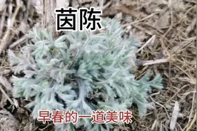 茵陈——早春的一道美味野菜，也是一种神奇的药材 #茵陈视频封面