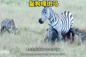 斑马把鬣狗牙都给踢爆了 #解说版动物世界 #动物世界视频封面