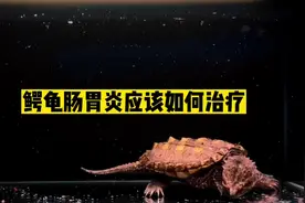 鳄龟小常识！#鳄龟 #大鳄龟 #佛鳄龟 #宠物龟视频封面