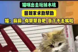 #猫咪 #猫咪的迷惑行为 @韩束官方旗舰店 #我们women为自己撑腰视频封面