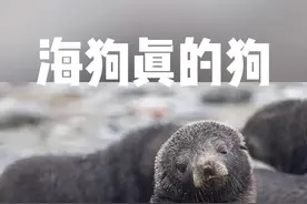 海狗：一只喜欢泡在海里撒欢的“炸毛狗” #海狗视频封面