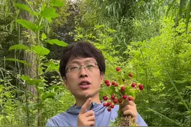 小时候偷着摘蛇莓，经常被妈妈打，她说蛇莓是蛇吐出的口水长成的。长大后通过学习才知道，这其实是一个善意的谎言。你的家乡有蛇莓吗？管它叫什么名字呢？#识百草 #蛇莓 #大自然的馈赠 #你的家乡有这种果子吗 @抖音短视频视频封面