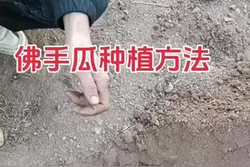 #佛手瓜 #佛手瓜种植技术和方法视频封面