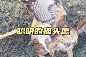聪明的猫头鹰 猫头鹰被老鹰捉住，然而它求助人类，最终自己获救了#动物解说 #神奇动物在抖音 #动物世界 #动物趣事 #老鹰视频封面