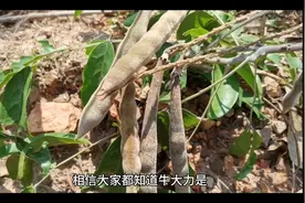 牛大力的功效视频封面