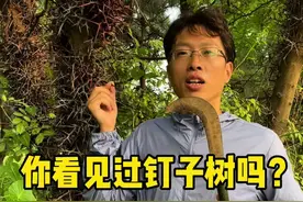 皂角树也叫皂荚树，它的树身长满了尖刺，所以又叫钉子树。你们当地管皂角树叫啥名？#你的家乡有这种植物吗 #大自然的馈赠 #皂角刺 @抖音短视频
