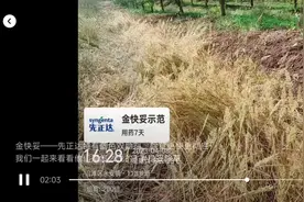 金快妥——先正达特有蓝色双助剂，除草更快更彻底视频封面
