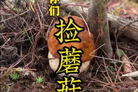 冲啊～上山采蘑菇、胖嘟嘟的牛肝菌真可爱、收获满满、真好玩呀！ #牛肝菌 #大自然的馈赠 #上山采蘑菇 #野生菌 #小锅捡蘑菇视频封面