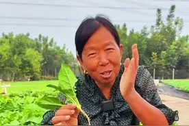 菠菜的种植小技巧 菠菜怎么种出的快#菠菜的种植方法 #蔬菜种植 #种植小技巧 #生菜杨姐 #每天分享蔬菜种植技巧 @DOU+小助手视频封面