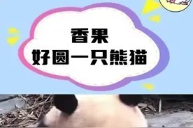 香果：这咋这么好吃呢#大熊猫香果 #大熊猫 #国宝 #大熊猫春生 #香果好圆一只熊猫视频封面