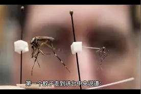 三个蚊子吹牛笑话视频封面