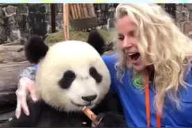 大熊猫的待遇差别#大熊猫#旅英大熊猫#大熊猫甜甜视频封面