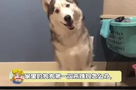 家里的狗狗第一次来月经怎么办，看得出来女主人真的很激动视频封面