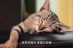 猫在灭绝物种方面强于猴子，为啥打不够猴子呢视频封面