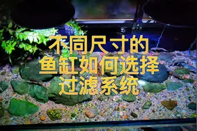 不同尺寸的鱼缸选择什么样的过滤系统比较好。#过滤系统#溪流缸视频封面