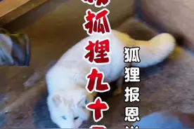 狐狸拦路必有缘故，不是报恩就是求助，老话说的一点不假，你对狐狸的恩情，它一直挂念不忘，送来的虽然只是一只鸽子，但是对它们来说一定是最珍贵的，难道这不是报恩又是什么？#神奇动物在抖音 #万物皆有灵性 #狐狸报恩送鸽子#动物的迷惑行为 #白狐
