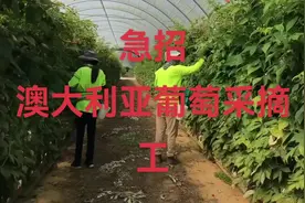 澳大利亚急召葡萄采摘工，月收入2万以上，费用低视频封面