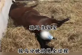 骏马分娩幼崽全过程#神奇动物在抖音 #动物世界 #动物 #分娩镇痛