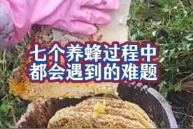 学会这七个养蜂应急方法，你的养蜂路上再也不难  #养蜂技术 #养蜂应急方法视频封面