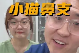 小猫鼻支，教会你在家咋办#新手养猫 #养猫人 #养猫新手视频封面