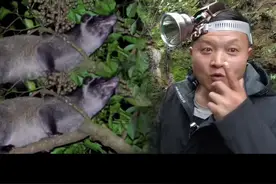 果子狸白天在洞里，天黑马上出来找吃，他是成群的动物，祖上一直不分家。 #户外 #农村生活 #果子狸 #野猪#兔子