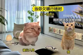当你欠银行一百万和一亿时#猫meme #内容过于真实 #内容启发搜索视频封面