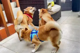 毛豆：作为一个美女，这么受欢迎，我也很烦😒视频封面