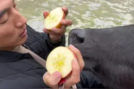 奶糖牛牛喜欢吃苹果 #小伙把家里的牛宠成“小孩儿”    奶糖喜欢吃甜食，牛牛还有个爱好就是喝奶，有奶瘾视频封面