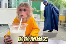 小猴子冒雨下馆子 #萌宠出道计划 #萌宠日常记录 #萌宠成精了视频封面