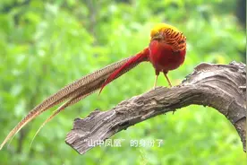 你好，中国野生动物|红腹锦鸡如何求偶？ 《你好视频封面
